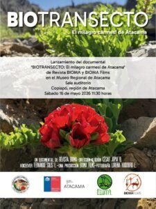 Museo Regional de Atacama estrenará microdocumental sobre la emblemática Garra de León y el desierto florido