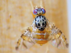 SAG inicia campaña de control de mosca de la fruta en puerto de Huasco