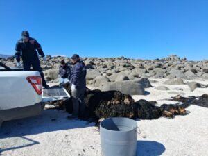 Incautan 3,5 toneladas de huiro negro extraído ilegalmente en Caldera