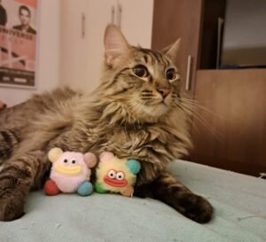 SAG exigirá identificación individual de perros y gatos para su ingreso a Chile