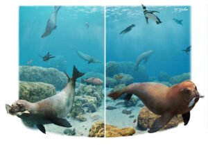 Estudio sobre la dieta de foca fósil de nueve millones de años aporta nuevas claves sobre su evolución