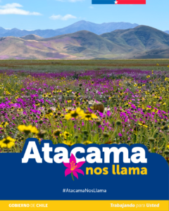 «Atacama nos Llama»: lanzan campaña para promover el turismo responsable en el desierto florido