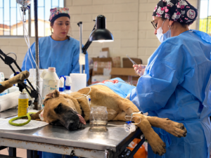 Gobierno Regional financia 260 esterilizaciones de mascotas en Copiapó, Diego de Almagro y Vallenar